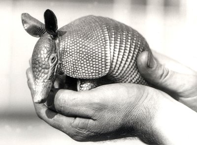 A Nine-banded Armadillo, or Nine-banded Long-nosed Armadillo by Frederick William Bond